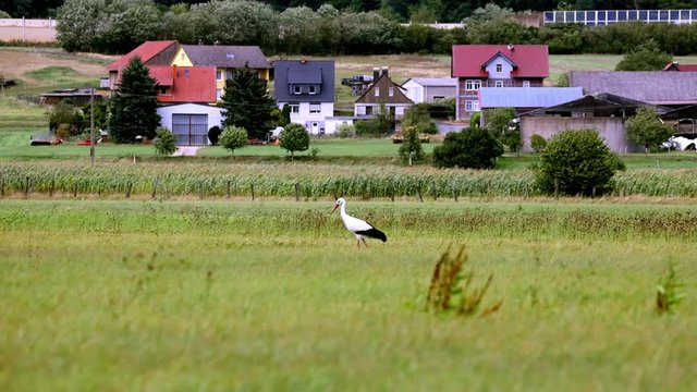 White stork on a meadow