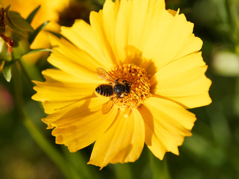 Megachile frigida | Abeille d&eacute;coupeuse de feuilles ou m&eacute;gachile, abeille trapue dot&eacute;e d'une brosse sous le ventre relev&eacute; et jauni par la r&eacute;colte du pollen