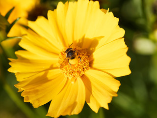 Abeille découpeuse de feuilles (Megachile frigida), butinant sur une fleur de coreopsis récoltant du pollen sous son abdomen relevé et jauni 