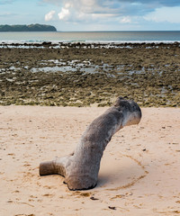 Beautiful photo of a beach during low tide with dead corals on shore and a wooden log of fallen tree is buried half into the beach sand, making it a perfect spot to sit on, and to enjoy the nature.