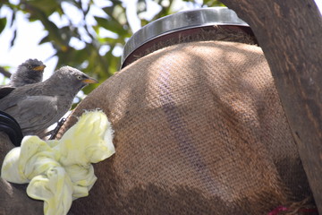 Birds sitting on the pot for water during summer