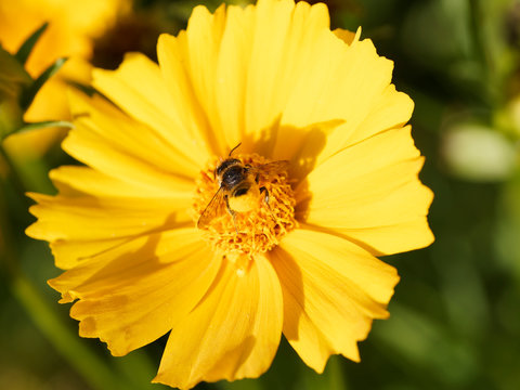 Abeille d&eacute;coupeuse de feuilles (Megachile frigida), butinant sur une fleur de coreopsis r&eacute;coltant du pollen sous son abdomen relev&eacute; et jauni 