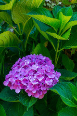 hortensja kwiat liście lato fiolet roślina 