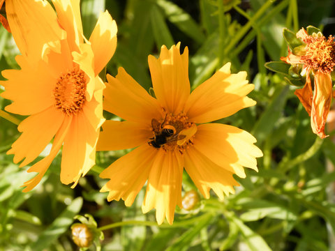 Abeille d&eacute;coupeuse de feuilles (Megachile frigida), butinant sur une fleur de coreopsis r&eacute;coltant du pollen sous son abdomen relev&eacute; et jauni 