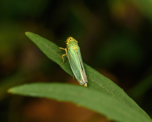 a small green Cicada sits on a green leaf, close-up in a natural environment