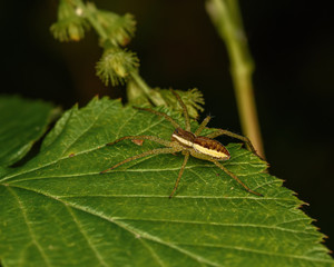 spider on a green leaf close up in the natural environment