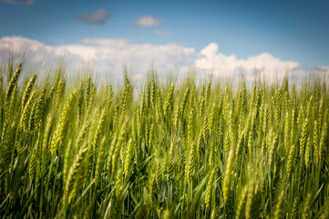 Green wheat field