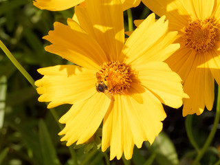 Megachile frigida | Abeille découpeuse de feuilles ou mégachile au corps brun noir, striée de lignes jaunes et blanches, dotée d'un panier abdominal aux poils courts collectant du pollen