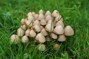 Ganz viele Pilze auf der Wiese