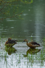 Lesser whistling duck pair floating in water at keoladeo national park or bharatpur bird sanctuary...