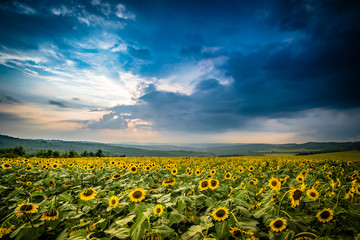 Field of sunflowers and blue sky