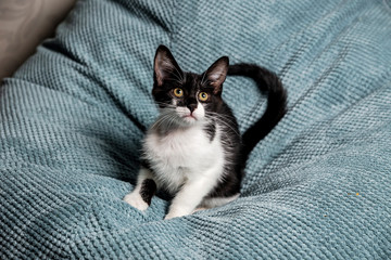 A cute black and white kitten with yellow eyes on the sofa