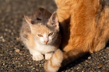 仲良し猫ちゃん