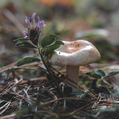 mushroom in the forest in the grass close up in the natural environment