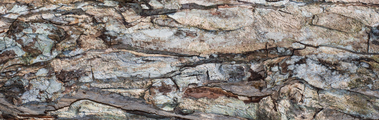 Tropical Texture:  Abstract tree bark detail
