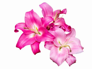 Delicate varietal Bellamonte Lily isolated on white background. Beautiful still life. Flower in the shape of a star. Spring time. Flat lay, top view