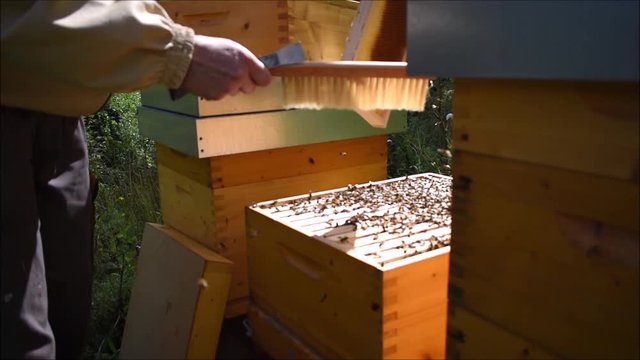 Abkehren von Bienenwabe f&uuml;r Entnahme der Wabe, Imker bei der Bienenhaltung