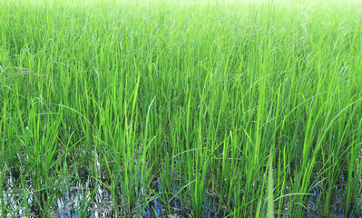 Rice plantation. Green rice paddy field.