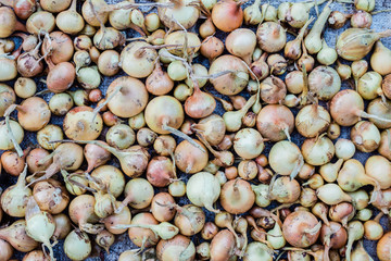 fresh yellow unpeeled onions scattered on the table