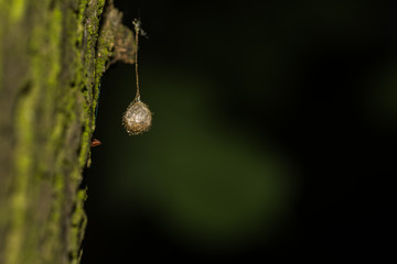 hanging egg from a spider on a tree