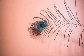 Peacock feather on a coral background.Horizontal orientation