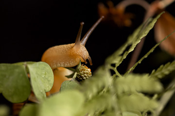Close up of snail sitting on wild strawberry bush with unripe green berries on black background