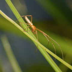 spider on a green leaf close up in the natural environment