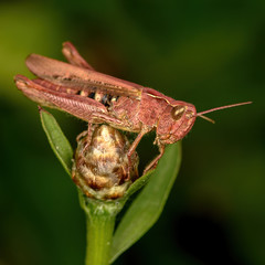 locusts sit on a green branch of a plant, close-up, in natural conditions