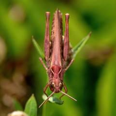 locusts sit on a green branch of a plant, close-up, in natural conditions