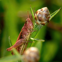 locusts sit on a green branch of a plant, close-up, in natural conditions