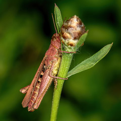 locusts sit on a green branch of a plant, close-up, in natural conditions