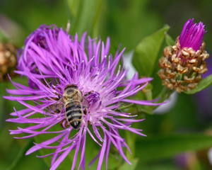 bee collects pollen on a wild flower, close-up, in the natural environment