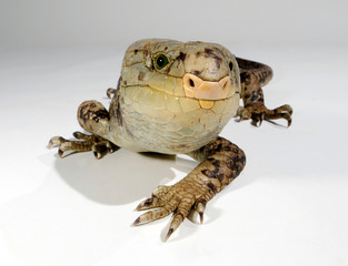 Wickelschwanz-Skink, Wickelskink (Corucia zebrata) - giant skink, zebra skink