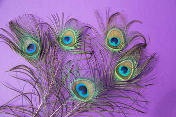 Obraz premium Five peacock feathers lie on a lilac background . Horizontal orientation.