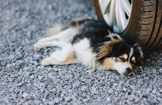 An Old, Sad, Long-haired Mongrel Dog Lies Near The Car On The Asphalt And Yearns For Its Owner, Is Sad. A Dying Animal.