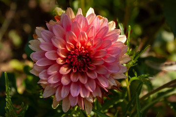 Pink with yellow dahlia flower illuminated by the sun.
