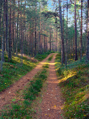 Pine forest