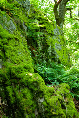 Rocks covered in fresh green moss, slowly growing in the forest.