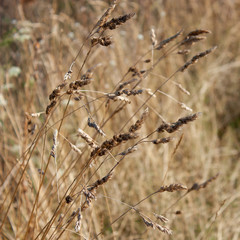 Dry stems of grass with spikelets of seeds on a blurred background. It can be a background.