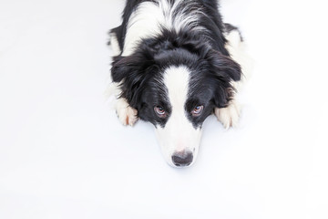 Funny studio portrait of cute smiling puppy dog border collie isolated on white background. New lovely member of family little dog gazing and waiting for reward. Funny pets animals life concept.