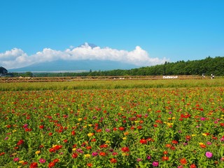 Lake Yamanaka Flower Park