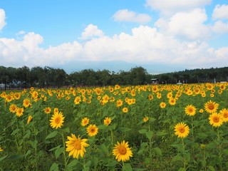 Fototapeta premium Lake Yamanaka Flower Park