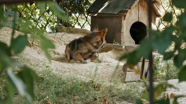 Active funny rural dog on a chain near the booth, barks and runs around himself, barks, protects territory