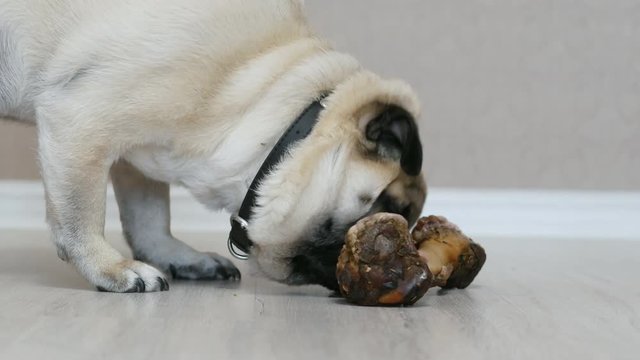 Hungry pug dog eating a big bone at home