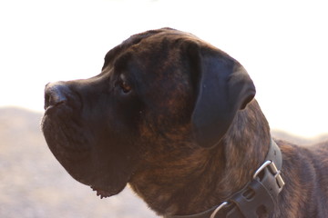 chien cane corso portrait