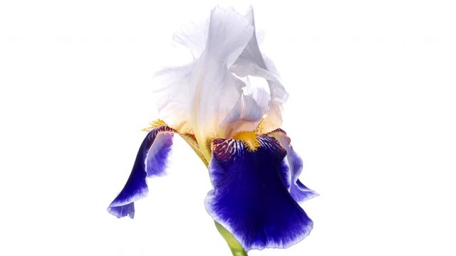 Timelapse of blue and white iris flower opening. close up