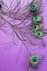 Obraz premium Peacock feathers lie on a lilac background .Vertical orientation.