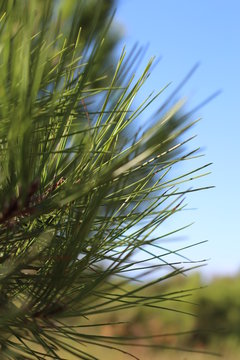 herbe verte