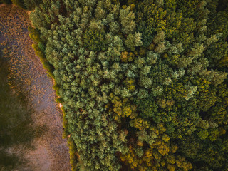 Colorful Autumn Season in Forest at Lake Edge. Top Down Drone View