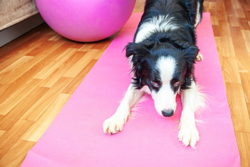 Fototapeta na wymiar Funny dog border collie practicing yoga lesson indoor. Puppy doing yoga asana pose on pink yoga mat at home. Calmness and relax during quarantine. Working out gym at home.